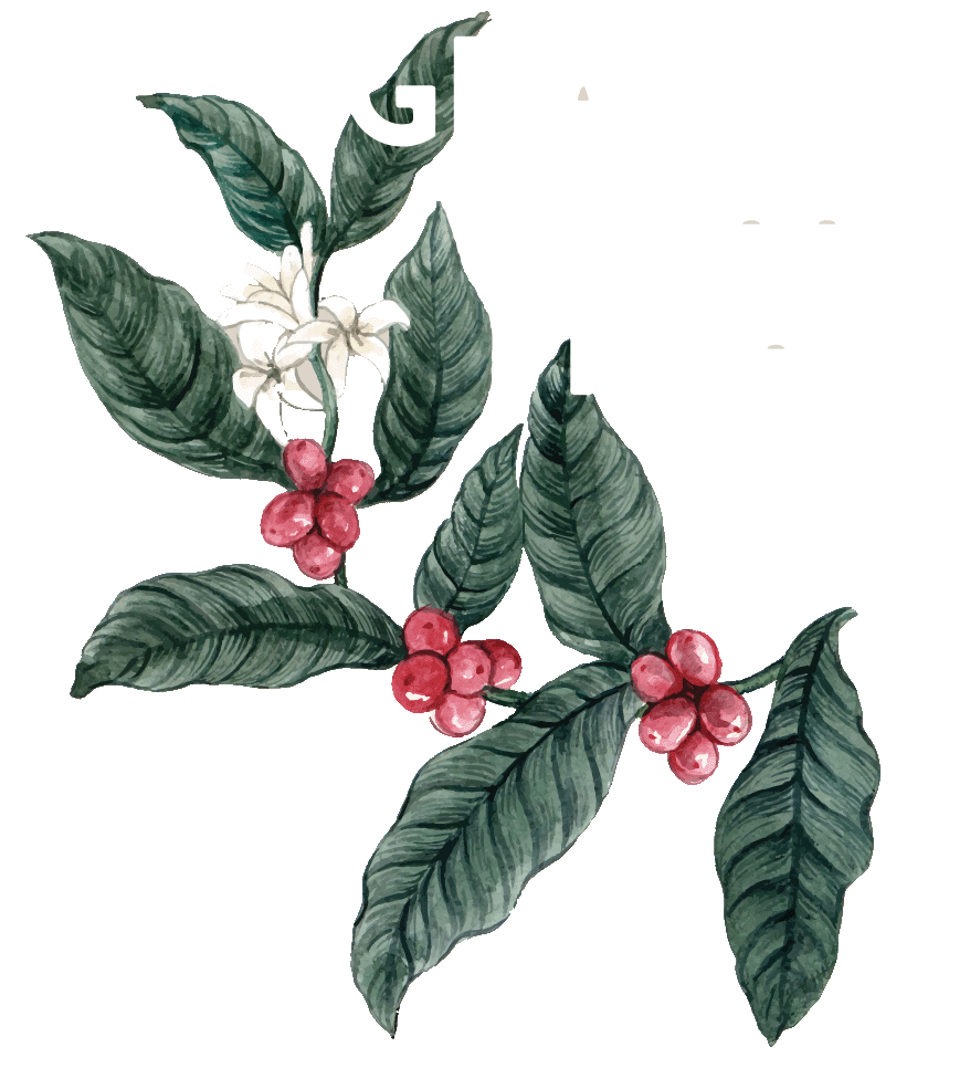GRACES-Coffee-Project GRACES-Coffee-Project